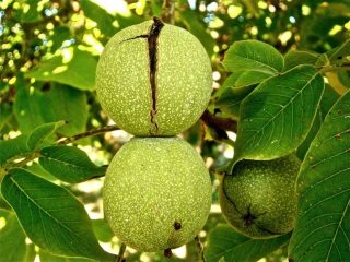 Aux noix